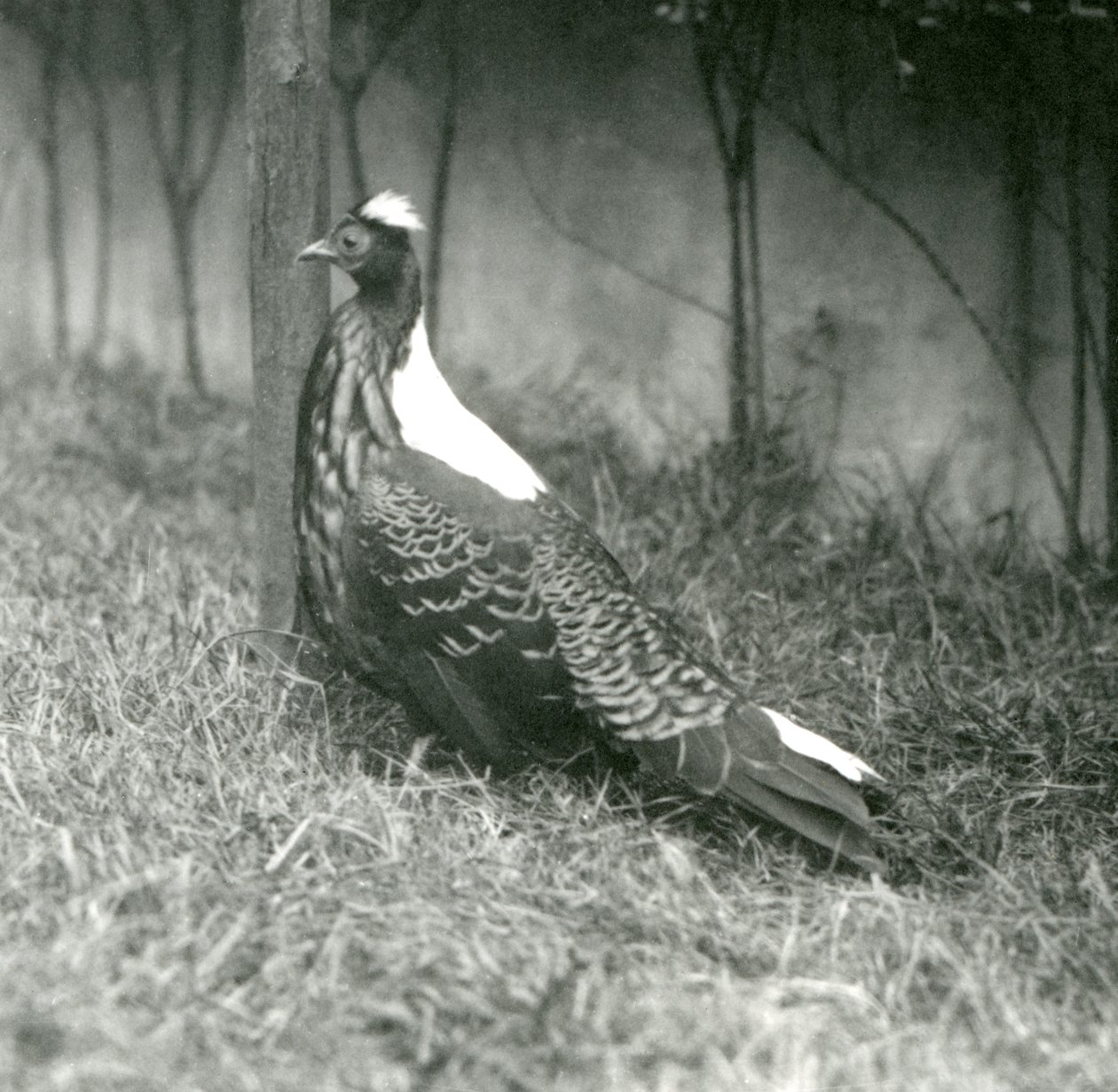 Um macho Swinhoes Pheasant no Zoológico de Londres, em setembro de 1923 de Frederick William Bond