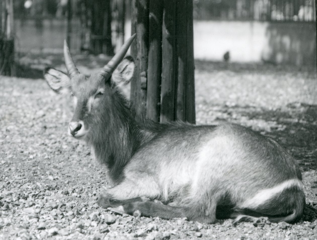Um, waterbuck masculino, Kobus, ellipsiprymnus, sentando, em, seu, cercar, em, jardim zoológico londres, década de 1920 de Frederick William Bond