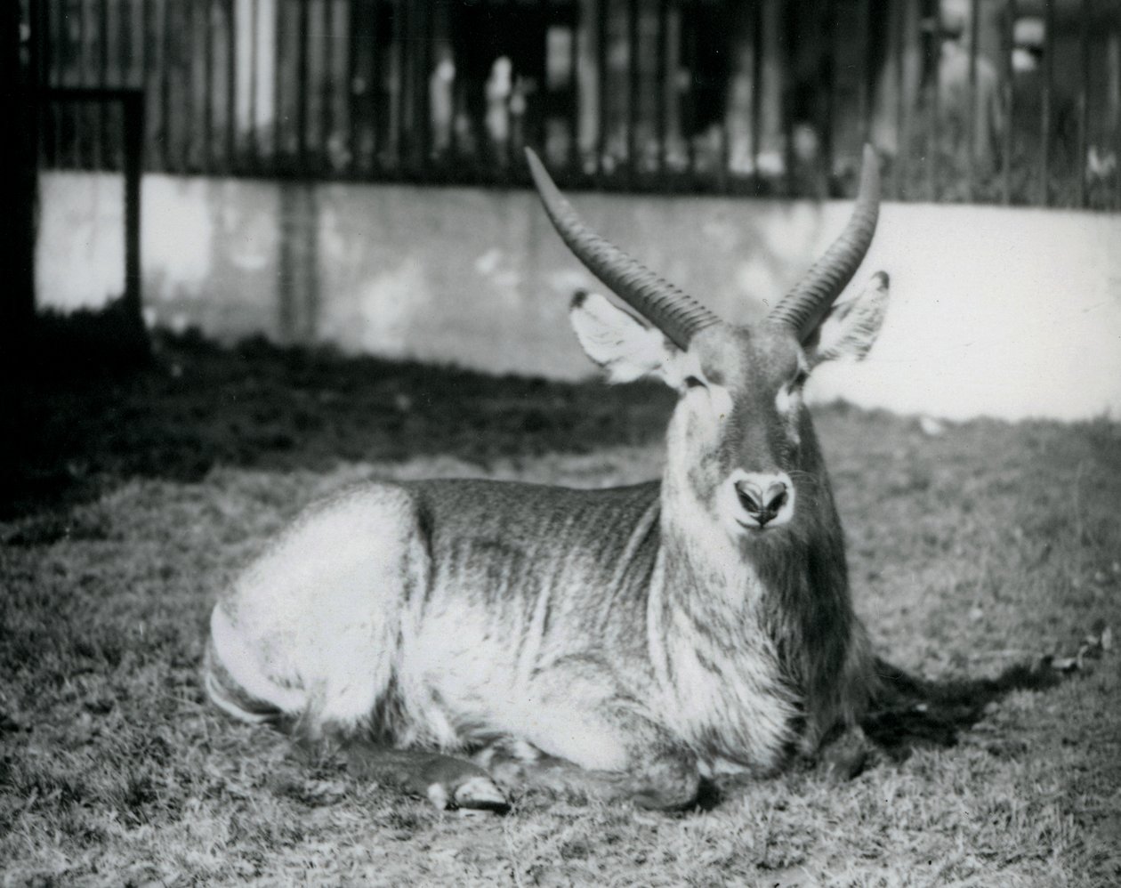 Um Waterbuck macho deitado na relva do seu paddock no Jardim Zoológico de Londres em 1928 (foto a p/b) de Frederick William Bond