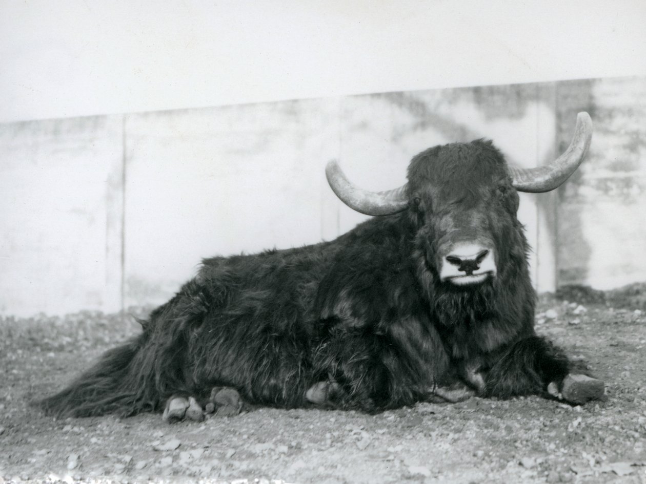 Um Yak macho deitado no seu recinto no Jardim Zoológico de Londres em 1928 (foto a p/b) de Frederick William Bond
