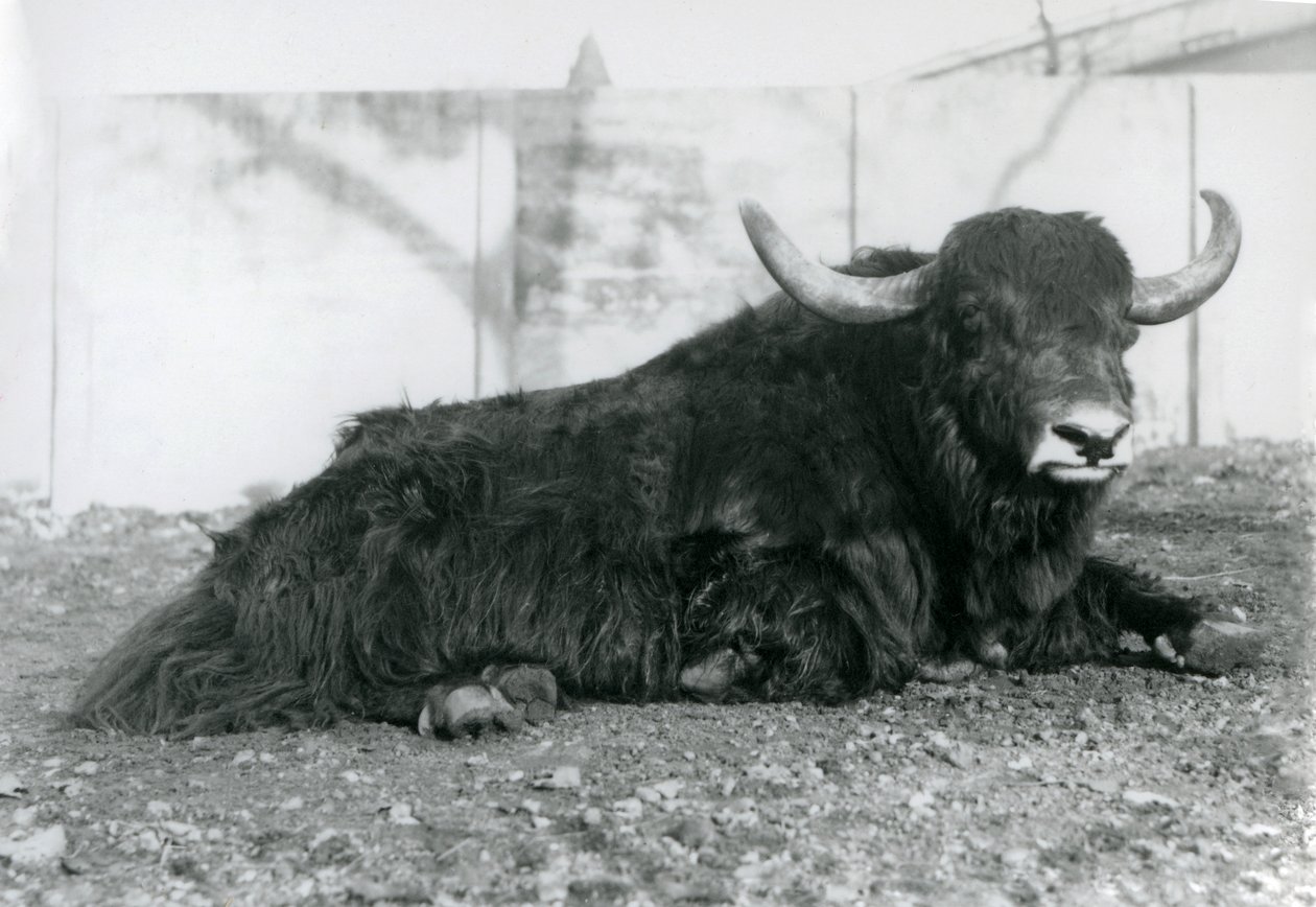 Um Yak macho deitado no seu recinto no Jardim Zoológico de Londres em Agosto de 1928 (foto a p/b) de Frederick William Bond