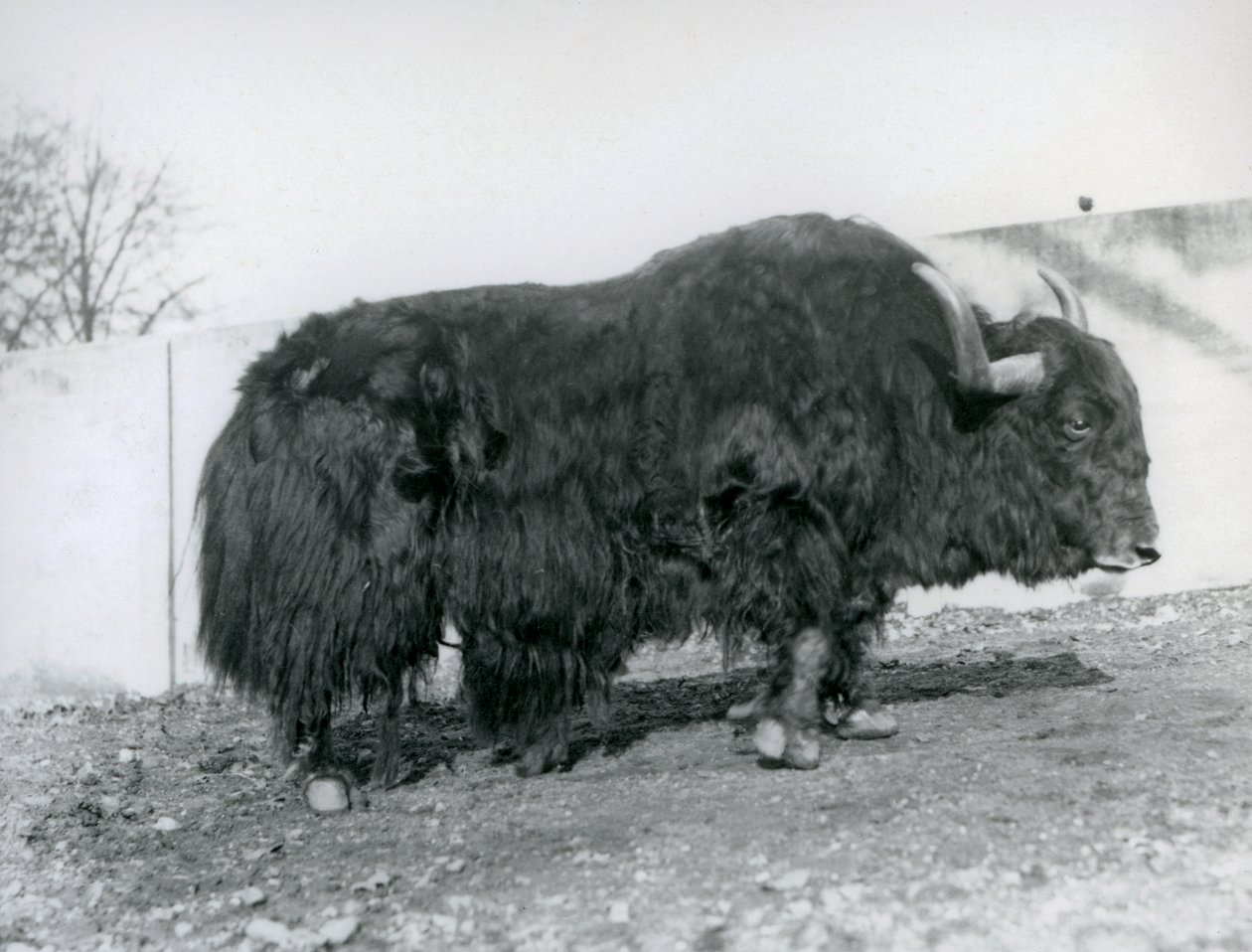 Um iaque macho em pé no seu paddock no Jardim Zoológico de Londres em 1928 (foto a p/b) de Frederick William Bond
