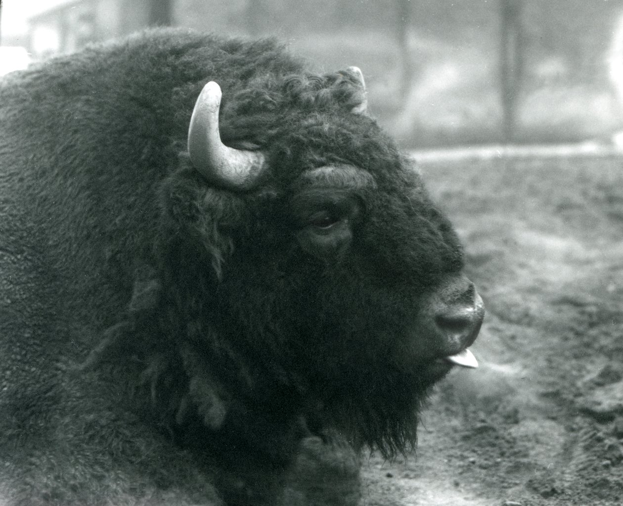 Um bisonte europeu macho/boi, Jardim Zoológico de Londres, fevereiro de 1928 (foto a p/b) de Frederick William Bond