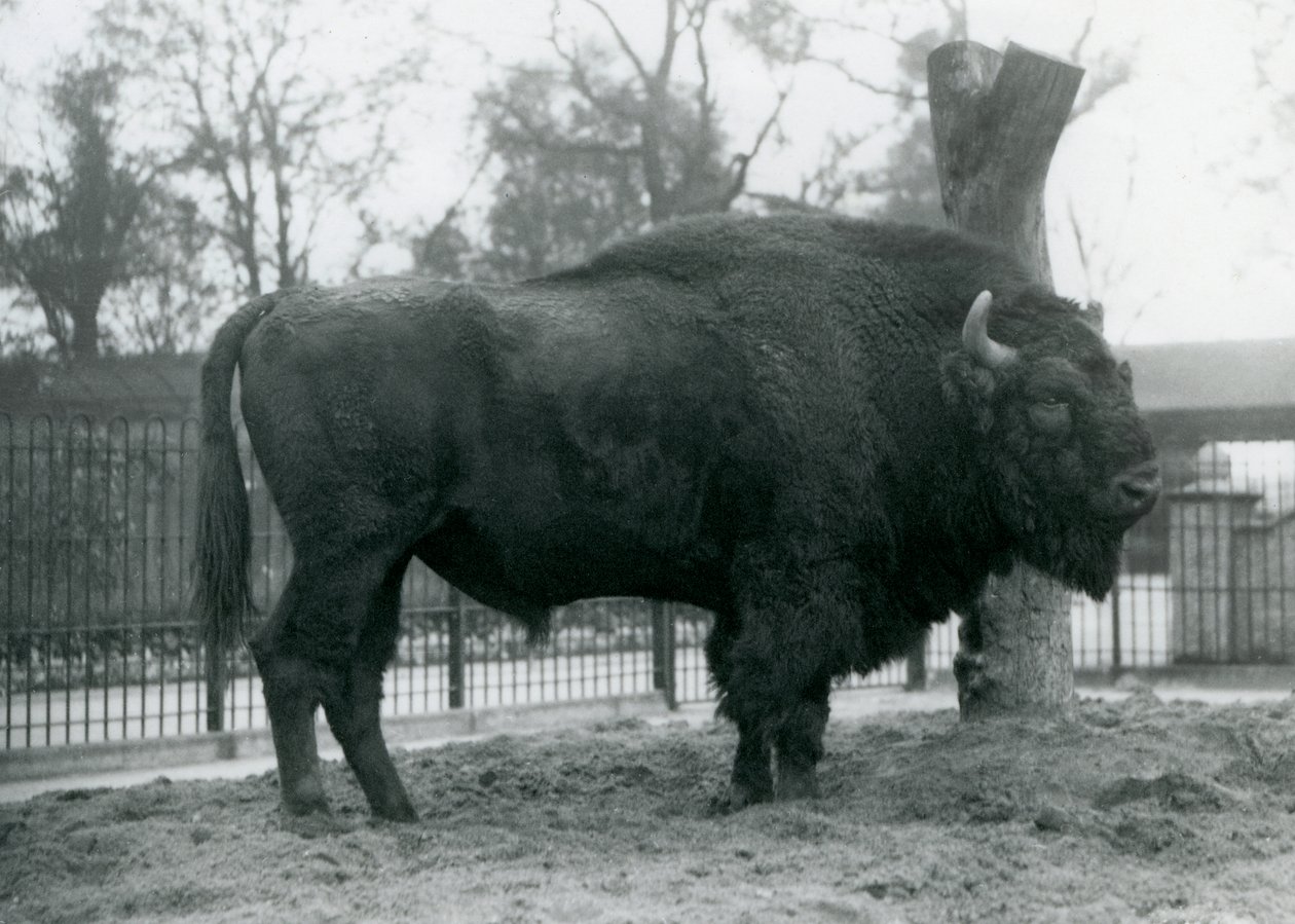 Um bisonte europeu do malebull que está na grama em seu prado. Zoológico de Londres, outubro de 1927. Os vulneráveis bisontes europeus também são conhecidos como Wisent, ou European Wood Bison. de Frederick William Bond