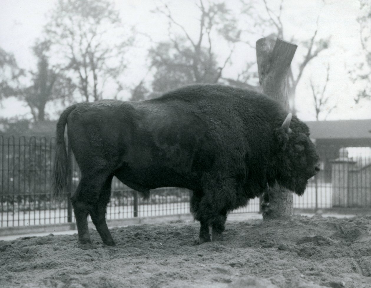 Um bisonte europeu do malebull que está na grama em seu prado. Zoológico de Londres, outubro de 1927. Os vulneráveis bisontes europeus também são conhecidos como Wisent, ou European Wood Bison. de Frederick William Bond