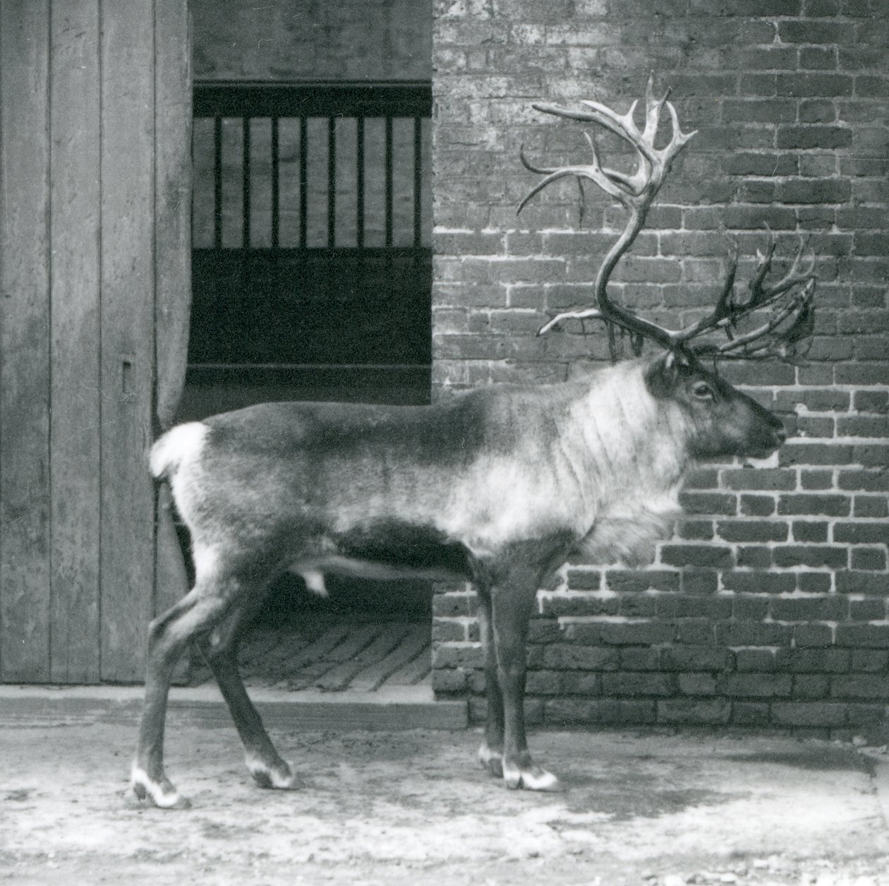 Um cervo maduro da rena que está em seu prado no jardim zoológico de Londres em 1925 de Frederick William Bond