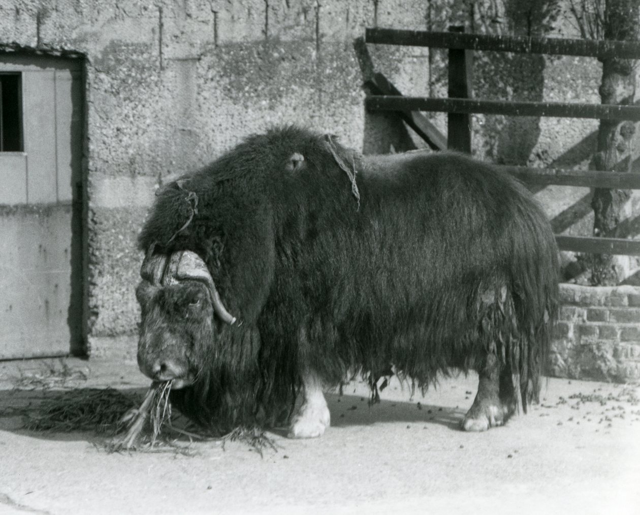 Um touro Muskox maduro, também soletrado boi almiscarado e Musk-ox de pé, comendo em seu paddock no zoológico de Londres em 1931 (foto a p/b) de Frederick William Bond