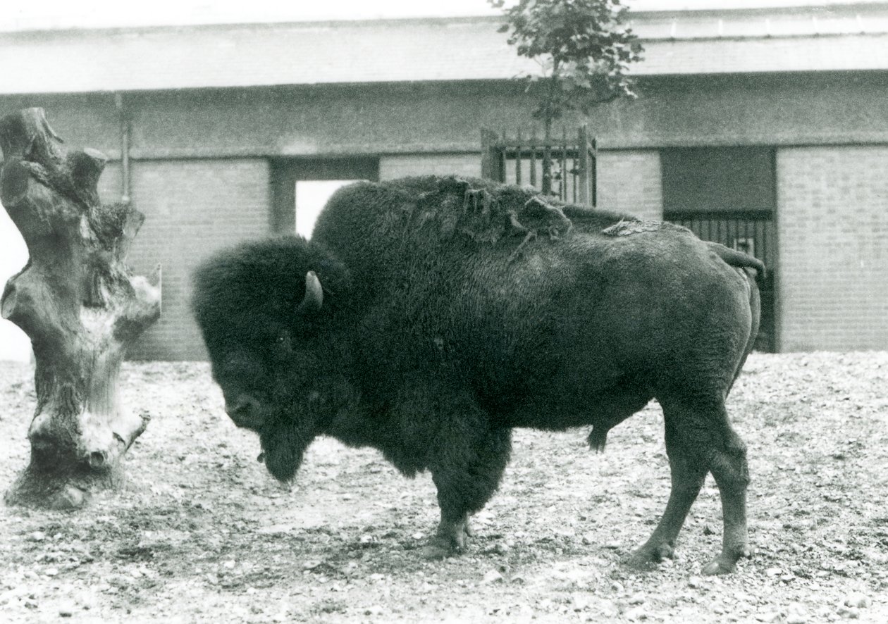 Um, quase, ameaçado, americano, BisonBuffalo, touro, ficar, em, seu, paddock, londres, jardim zoológico, 1927 de Frederick William Bond