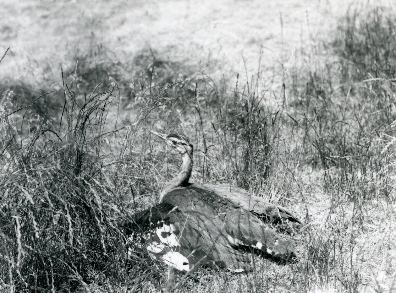 Um Bustard Árabe quase ameaçado, abrindo suas asas, perto do chão, entre uma área de grama alta, o Zoológico de Londres, em julho de 1925 de Frederick William Bond