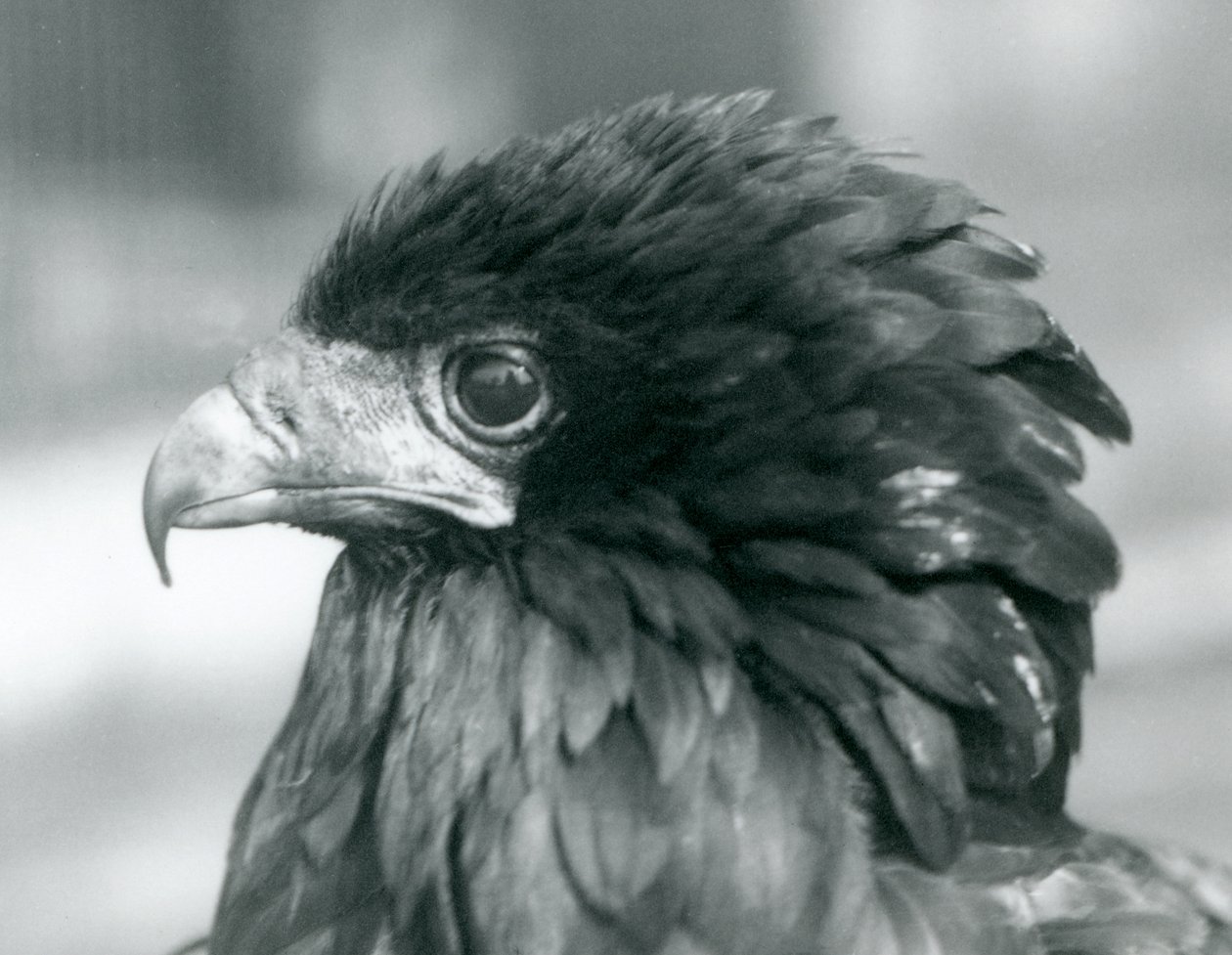 Uma quase ameaçada Bateleur Eagle no zoológico de Londres em 1927 de Frederick William Bond