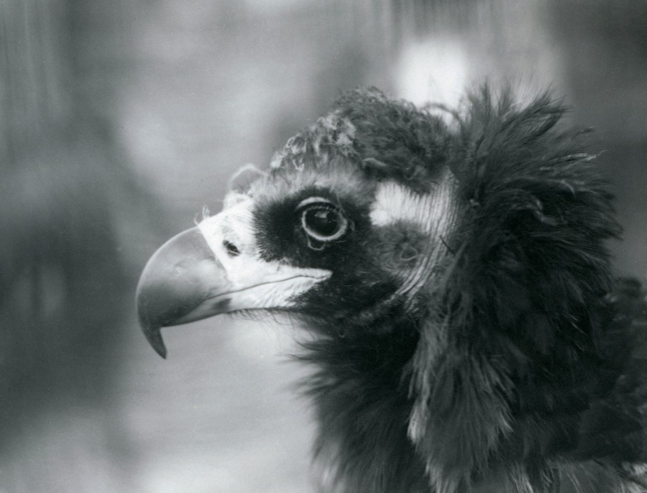 Um Abutre-preto Eurasiano quase ameaçado no Zoológico de Londres, 1927 de Frederick William Bond