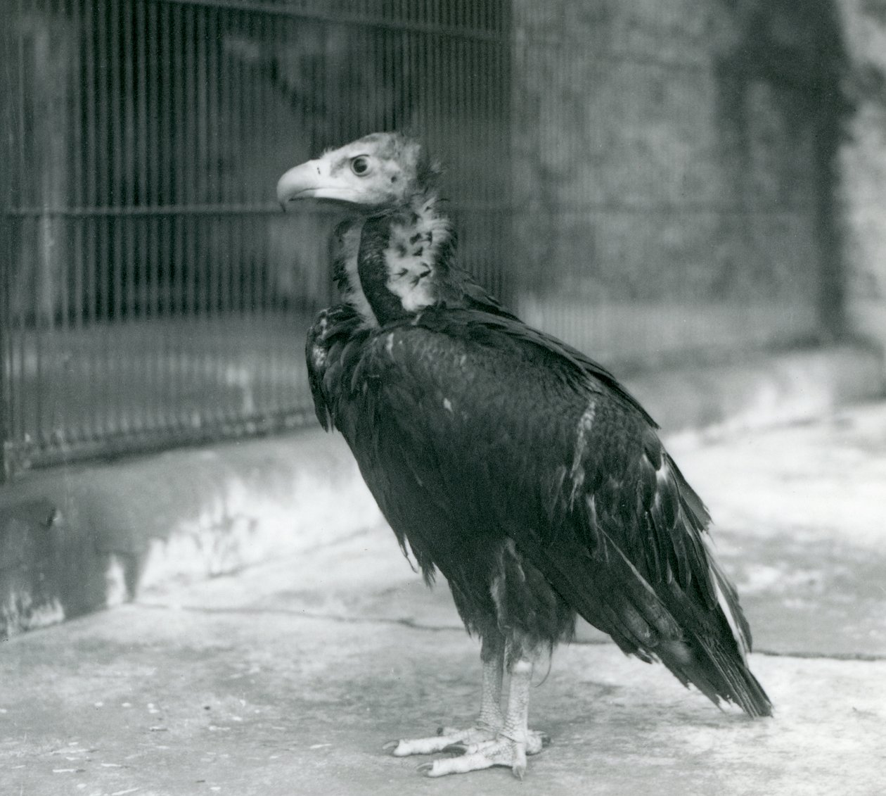 Abutre-preto-eurasiático quase ameaçado em pé no zoológico de Londres, 1927 de Frederick William Bond