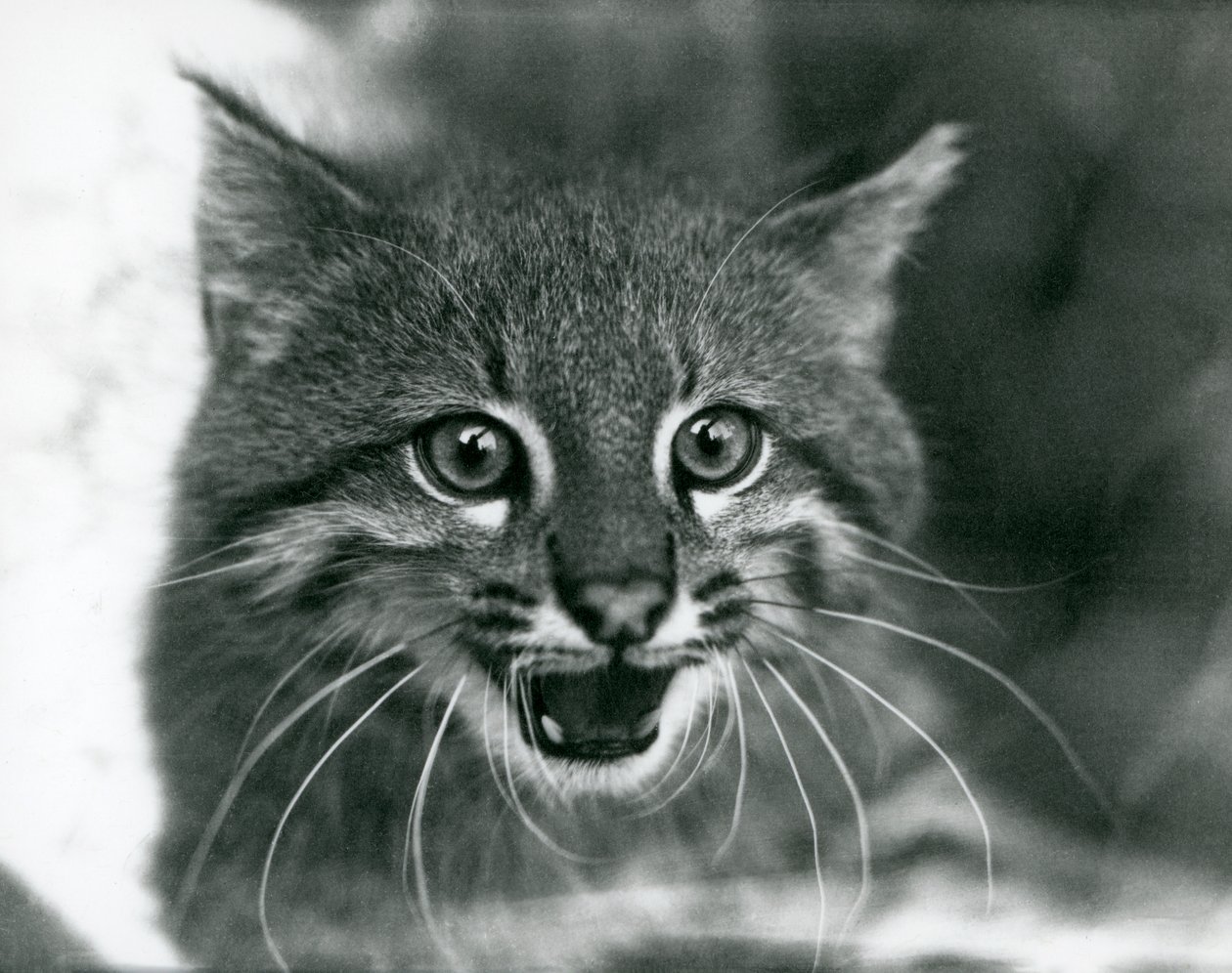 Um gato Pampas/Pantanal Cat/Colocolo quase ameaçado no Jardim Zoológico de Londres em 1929 (foto a p/b) de Frederick William Bond