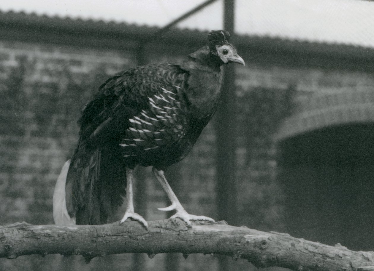 Um fireback de Viellots quase ameaçado, ou Fireback Crested, em pé em um galho, London Zoo, 1927 de Frederick William Bond