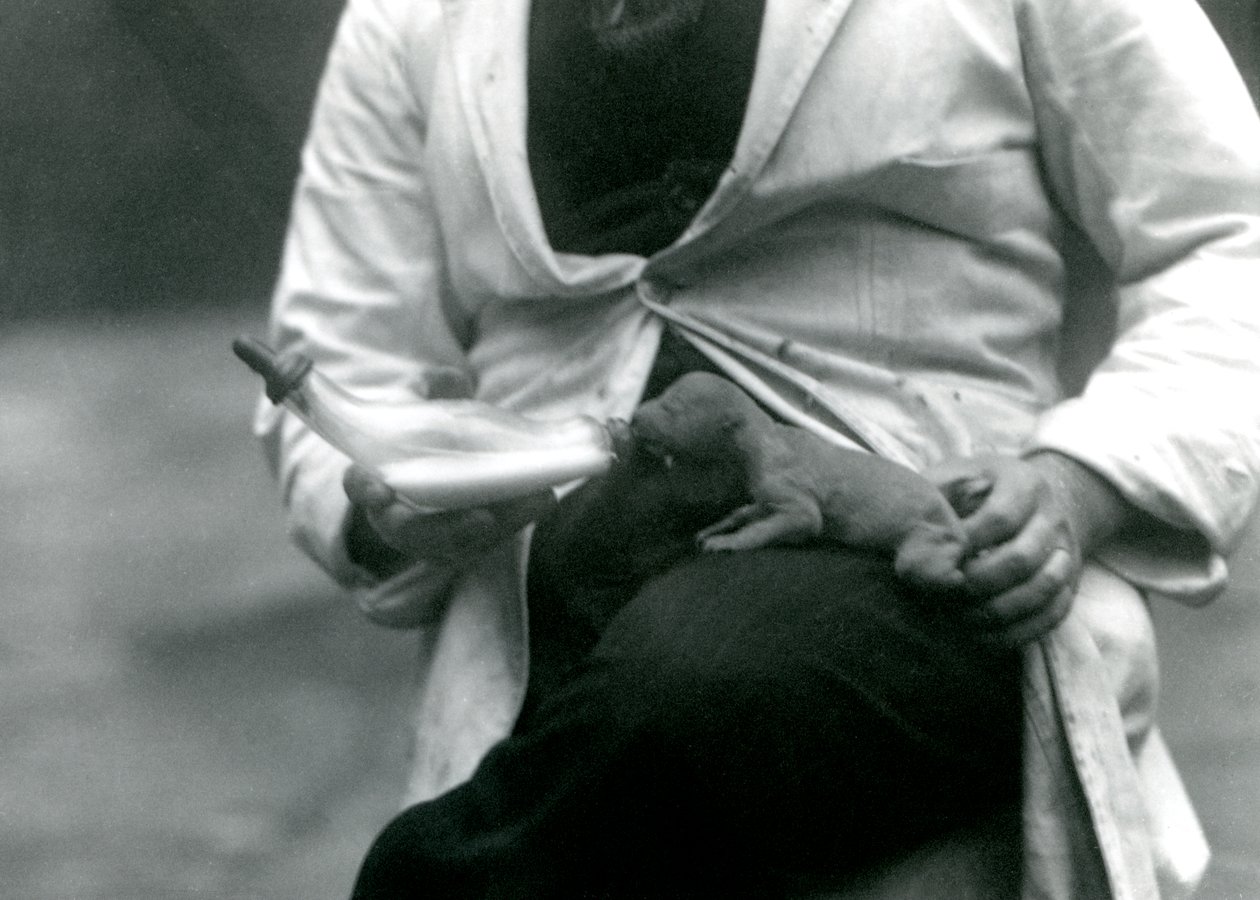 Um, recém-nascido, filhote leão, sendo, garrafa, alimentado, por, seu, keeper, londres, jardim zoológico, 1923 de Frederick William Bond