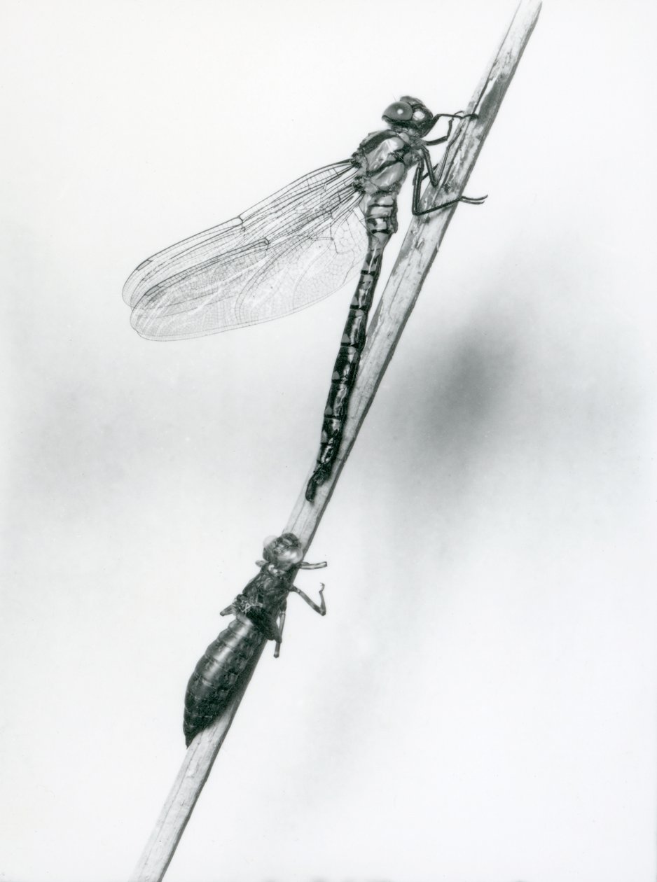 Uma recém-emergida libélula de anéis dourados repousa sobre uma palheta acima de sua concha larval vazia, ou exúvia, zoológico de Londres, 1925 de Frederick William Bond