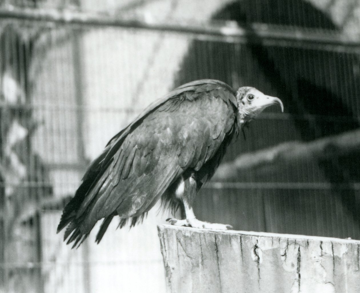 Um agora abutre com capuz criticamente ameaçado de pé em um log, zoológico de Londres, de setembro de 1925 de Frederick William Bond