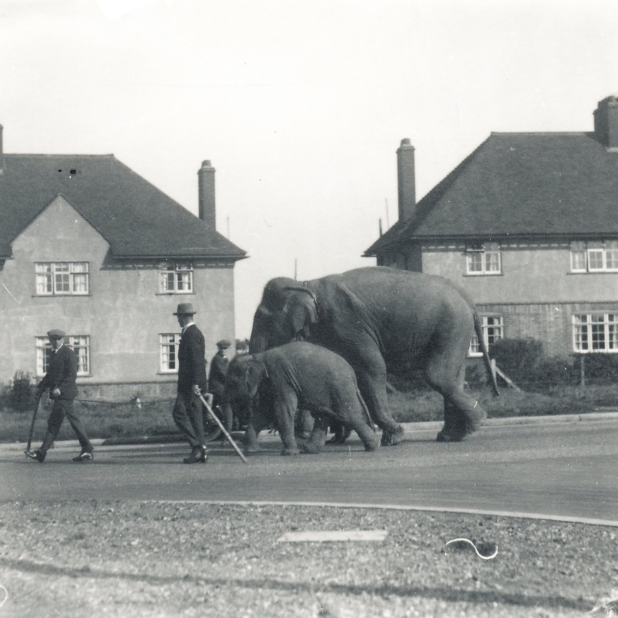 Um par de elefantes indianos caminhando de Tilbury para ZSL Whipsnade de Frederick William Bond