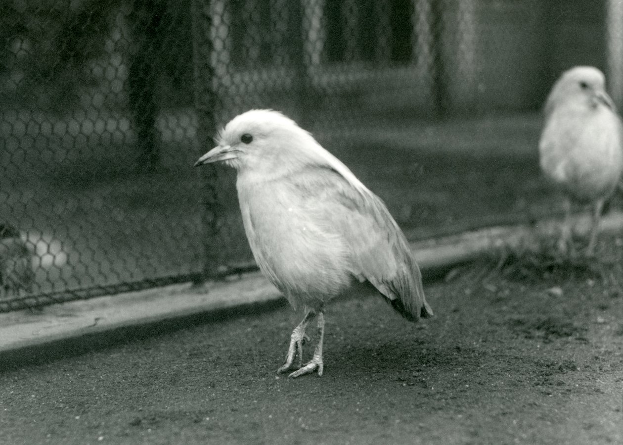 Um par de Kagus, ou Cagous, de pé no chão de seu recinto no Zoológico de Londres, 1927 de Frederick William Bond