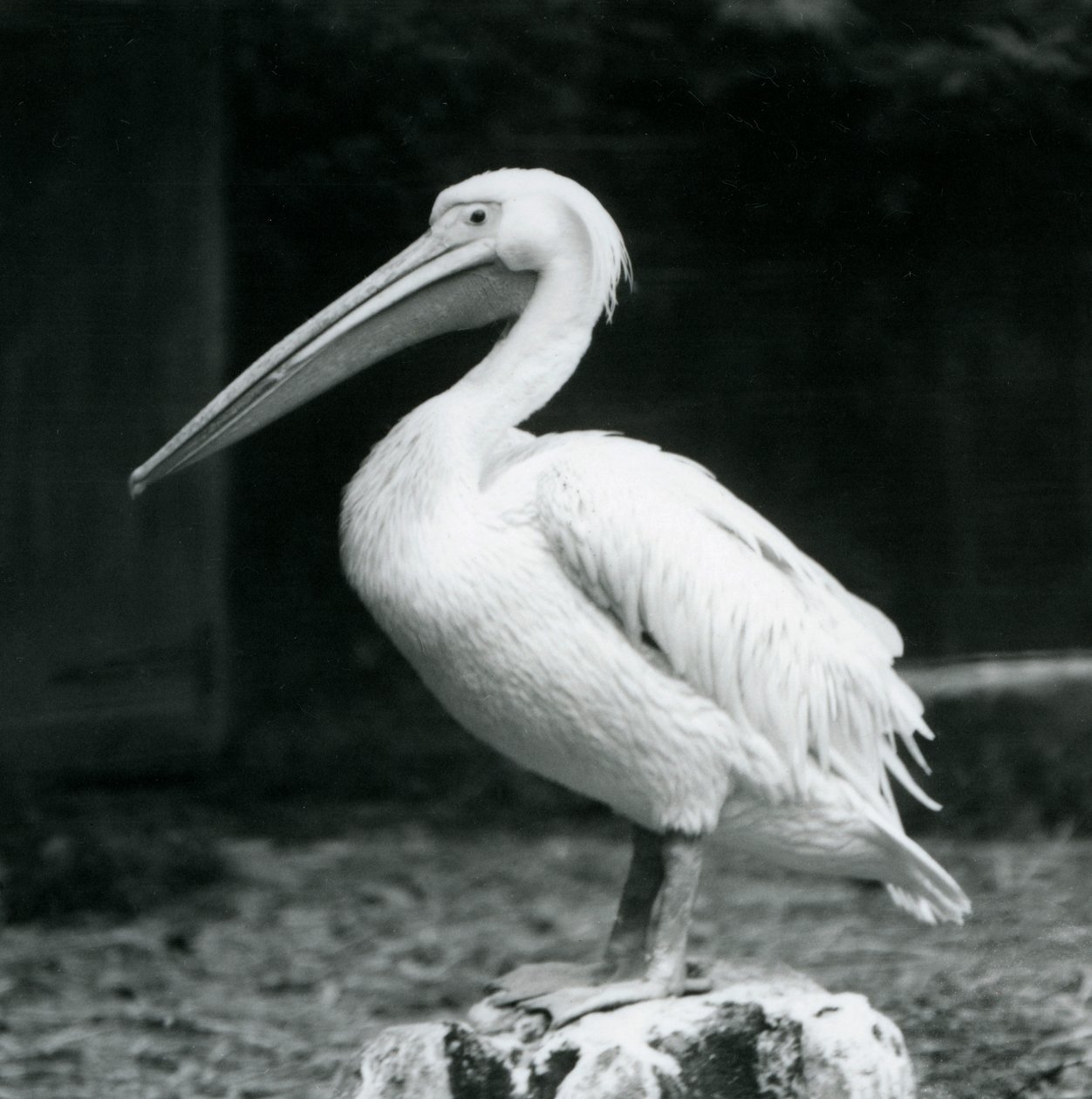 Pelicano, ficar, ligado, um, toco árvore, em, jardim zoológico londres, em, setembro, 1925 de Frederick William Bond