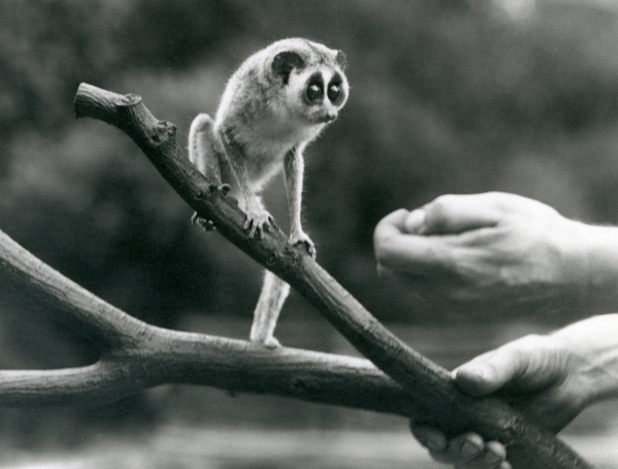 Um loris delgado que está em um ramo mantido por um depositário, jardim zoológico de Londres, em agosto de 1926 de Frederick William Bond