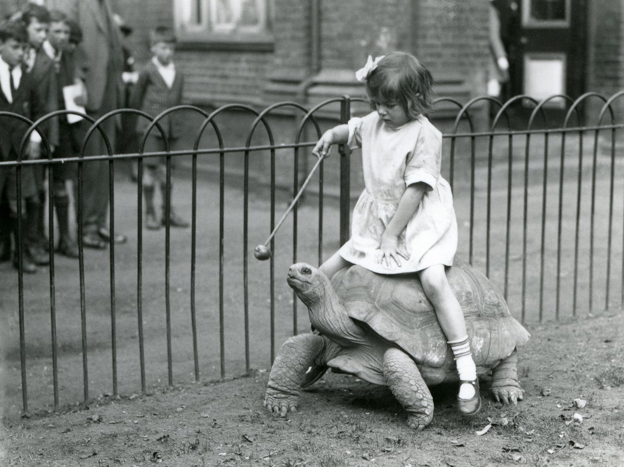 Uma menina pequena, Betty, segura uma vara com uma maçã no final para levar a Tartaruga Gigante que ela está montando, Zoológico de Londres, 1924 de Frederick William Bond