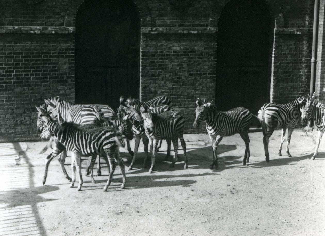 Um pequeno rebanho de Chapmans Zebra no Zoológico de Londres em 1924 de Frederick William Bond