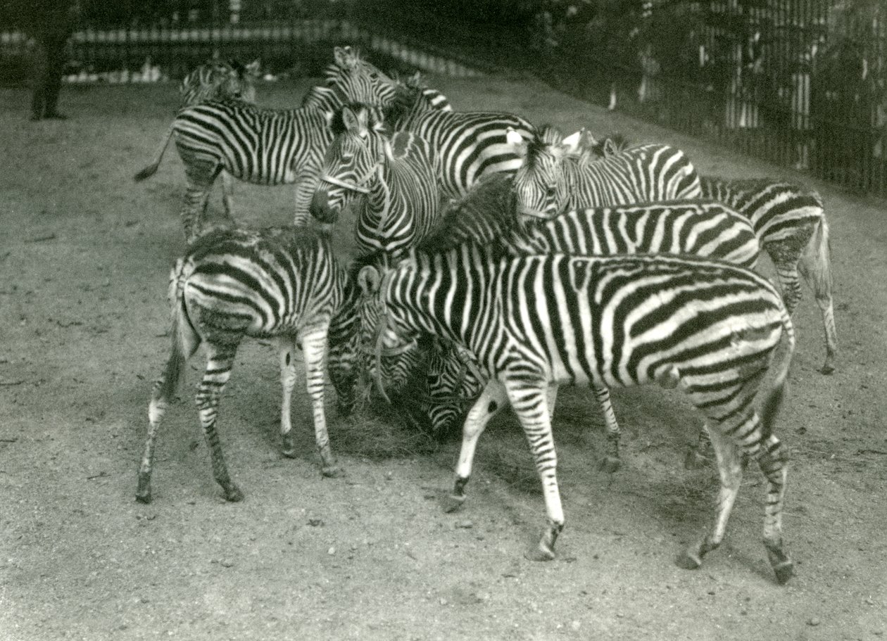 Um pequeno rebanho de Chapman Zebra, incluindo o jovem London Zoo em 1923 de Frederick William Bond