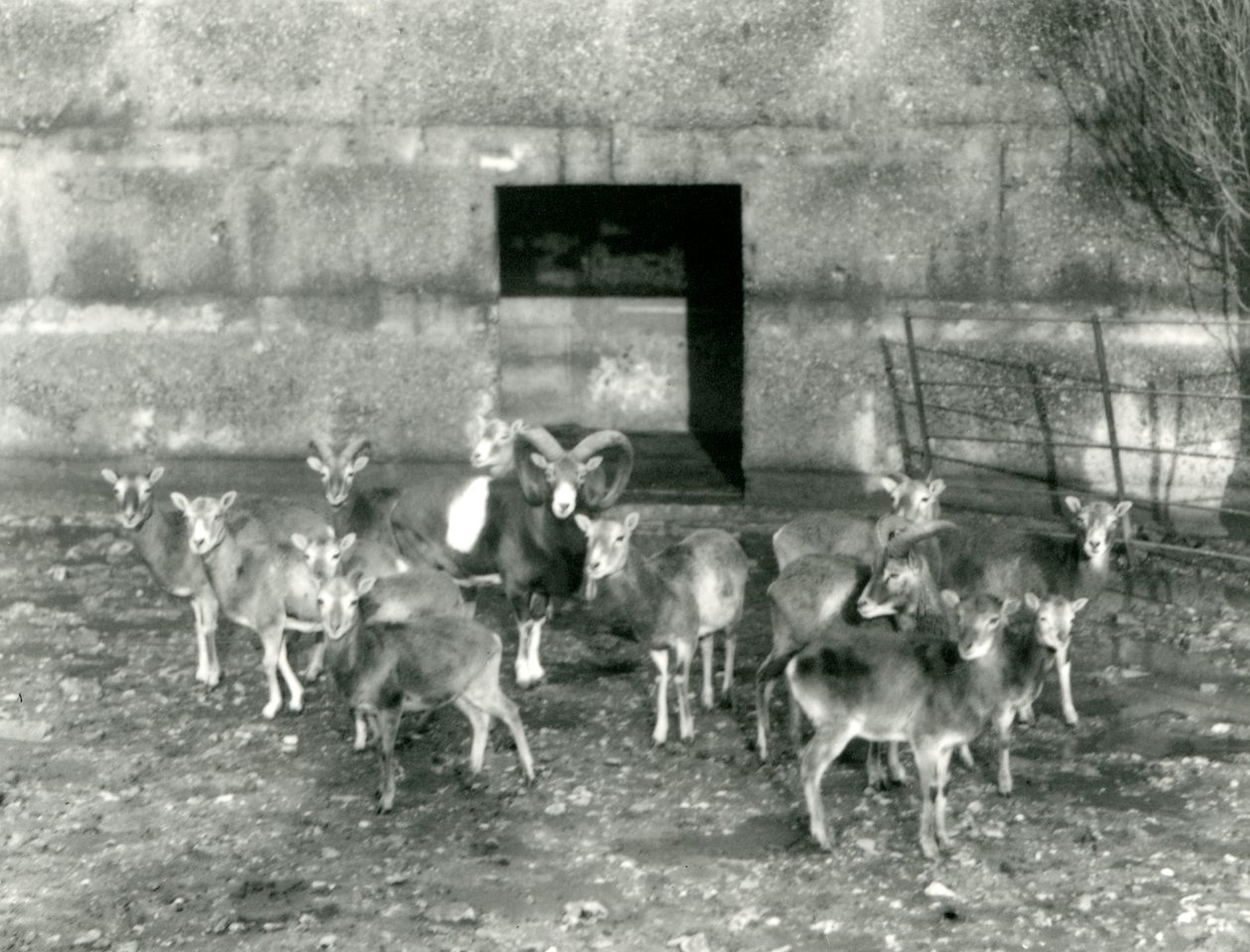 Um pequeno rebanho de Mouflon no zoológico de Londres em novembro de 1926 de Frederick William Bond