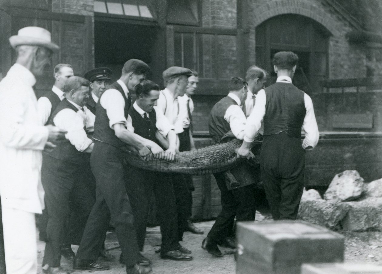 Uma equipe de homens carrega um jacaré assistido por sir Peter Chalmers Mitchell, zoológico de Londres, 1924 de Frederick William Bond