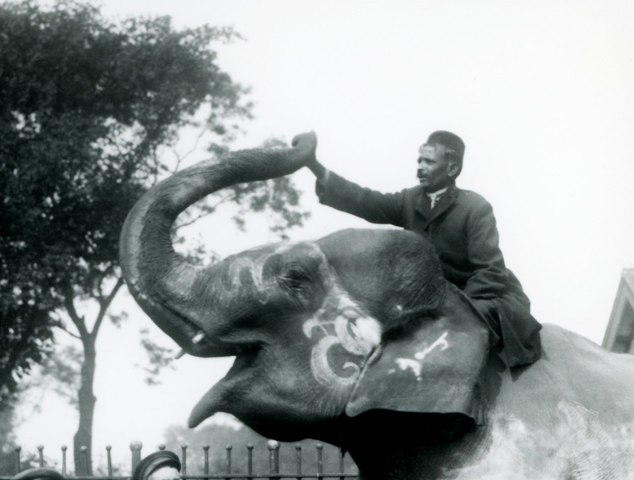 Um, treinador, sentando, montado, a, pescoço, de, um, decorado, elefante indiano, enquanto, chegando, expedir, para, segurar, a, fim, de, seu, invertido, tronco, londres, jardim zoológico, 1927 de Frederick William Bond