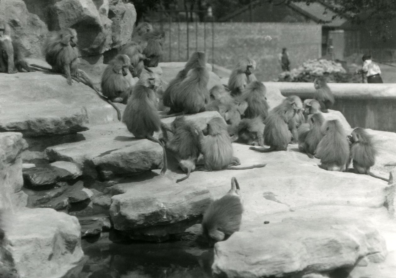 Uma tropa de Babuínos Sagrados, incluindo um que bebe de uma piscina, entre as rochas de 