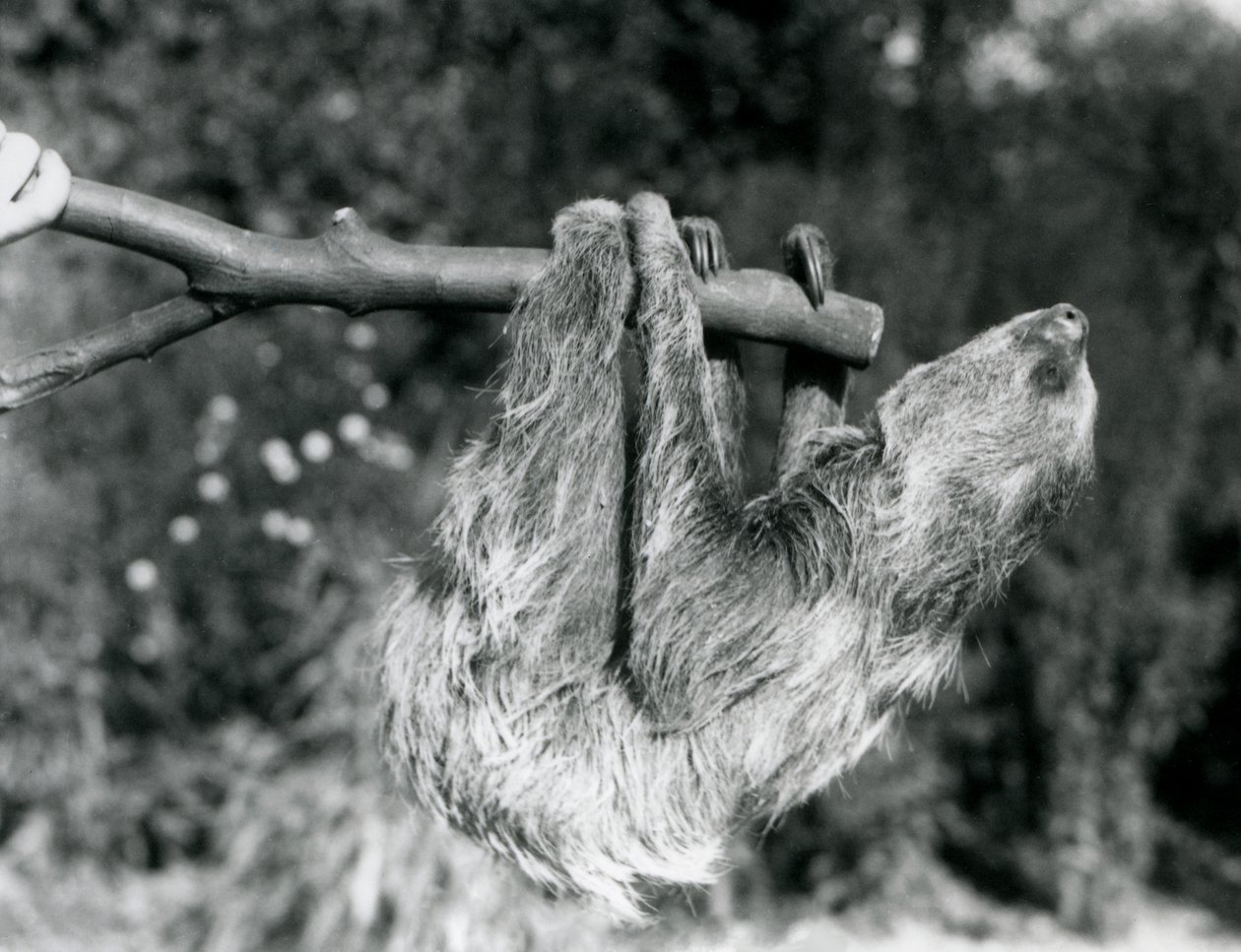 Uma preguiça de dois dedos pendurada em um galho cortado, que é mantido por um guardião, o zoológico de Londres, em setembro de 1925 de Frederick William Bond