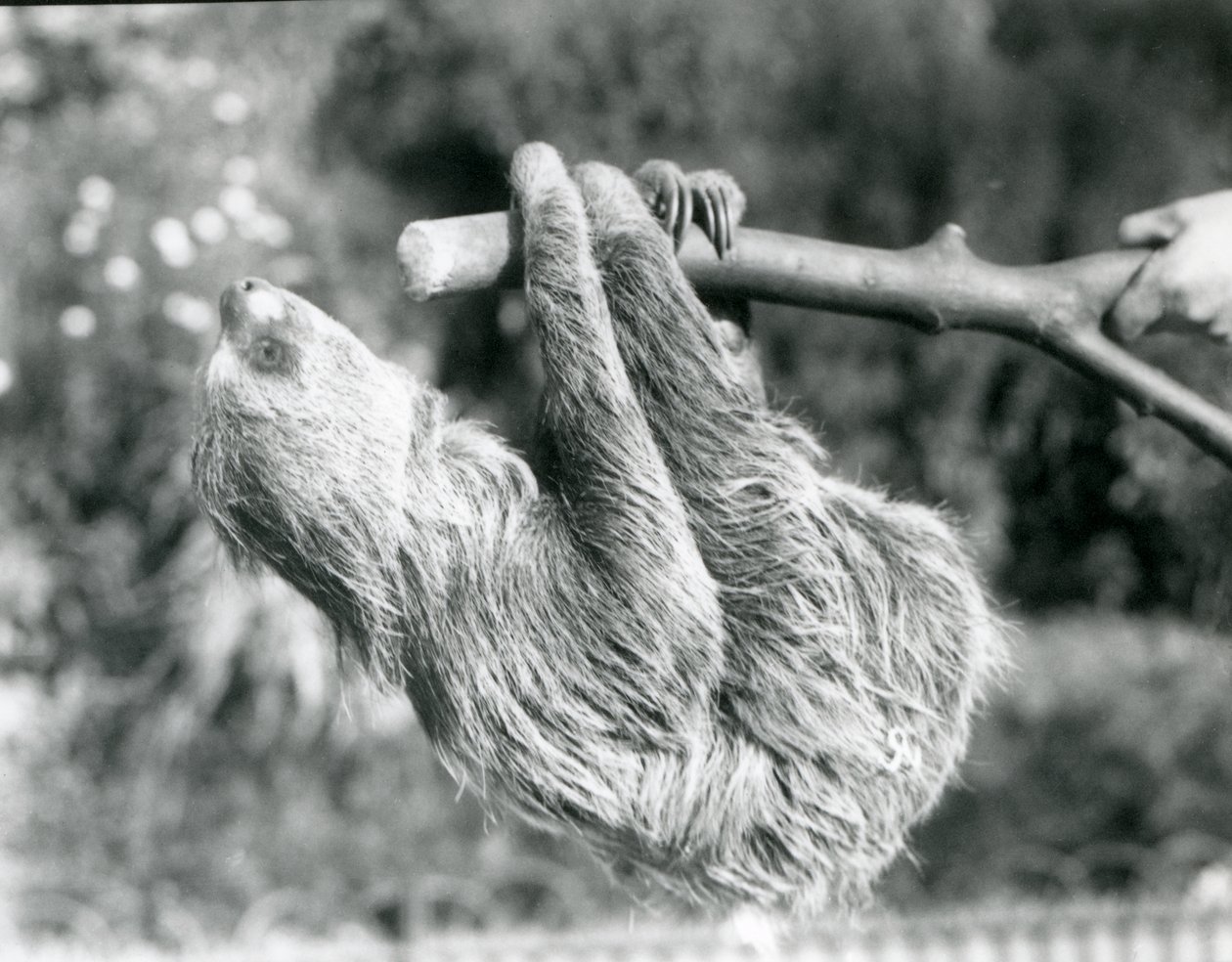 Uma preguiça de dois dedos pendurada em um galho cortado, que é mantido por um guardião, o zoológico de Londres, em setembro de 1925 de Frederick William Bond