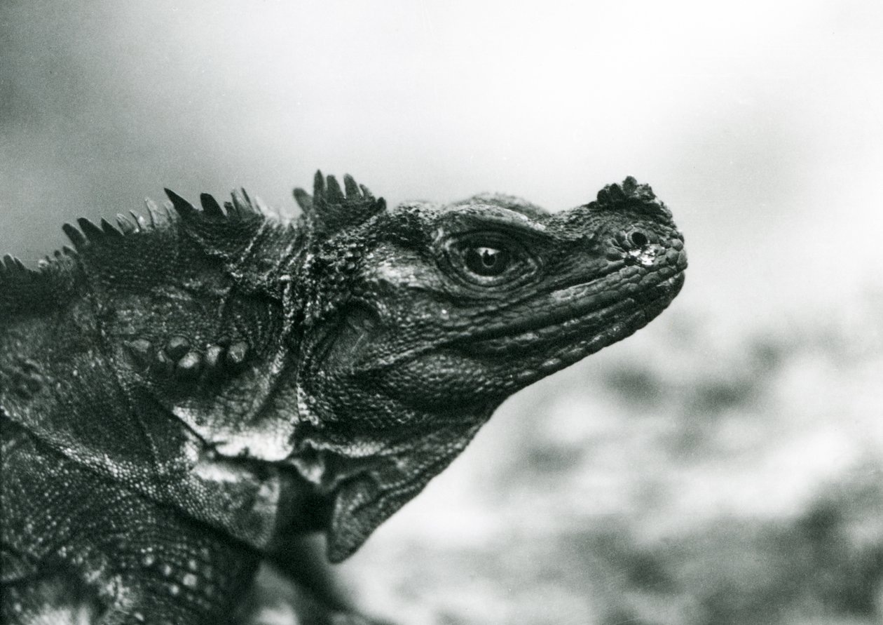 Um lagarto Sailfin Lizard vulnerável no Jardim Zoológico de Londres em 1928 (foto a p/b) de Frederick William Bond