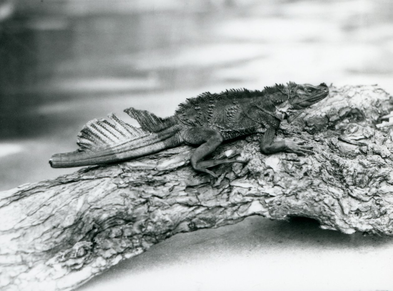 Um lagarto Sailfin Lizard vulnerável, com a cauda danificada, descansando em um tronco no Zoológico de Londres em 1929 (foto a p/b) de Frederick William Bond