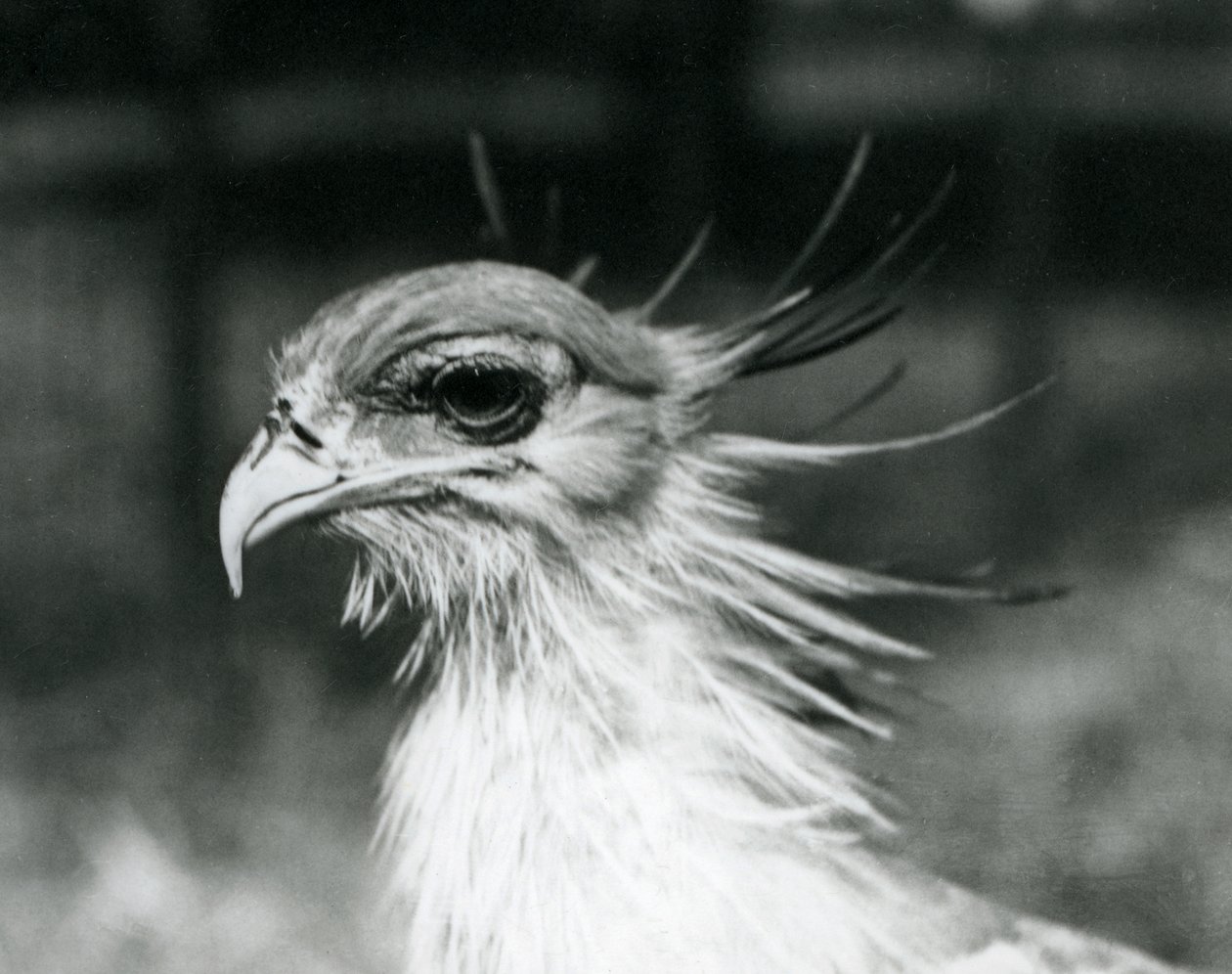 Um vulnerável Secretário Bird ou Secretarybird, no Jardim Zoológico de Londres em 1928 (foto a p/b) de Frederick William Bond