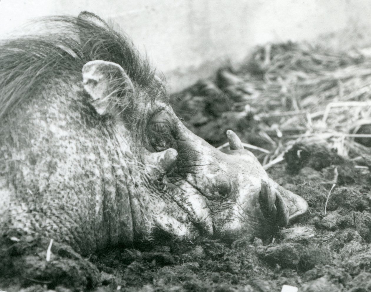 Um javali repousando na lama no zoológico de Londres, 1927 de Frederick William Bond