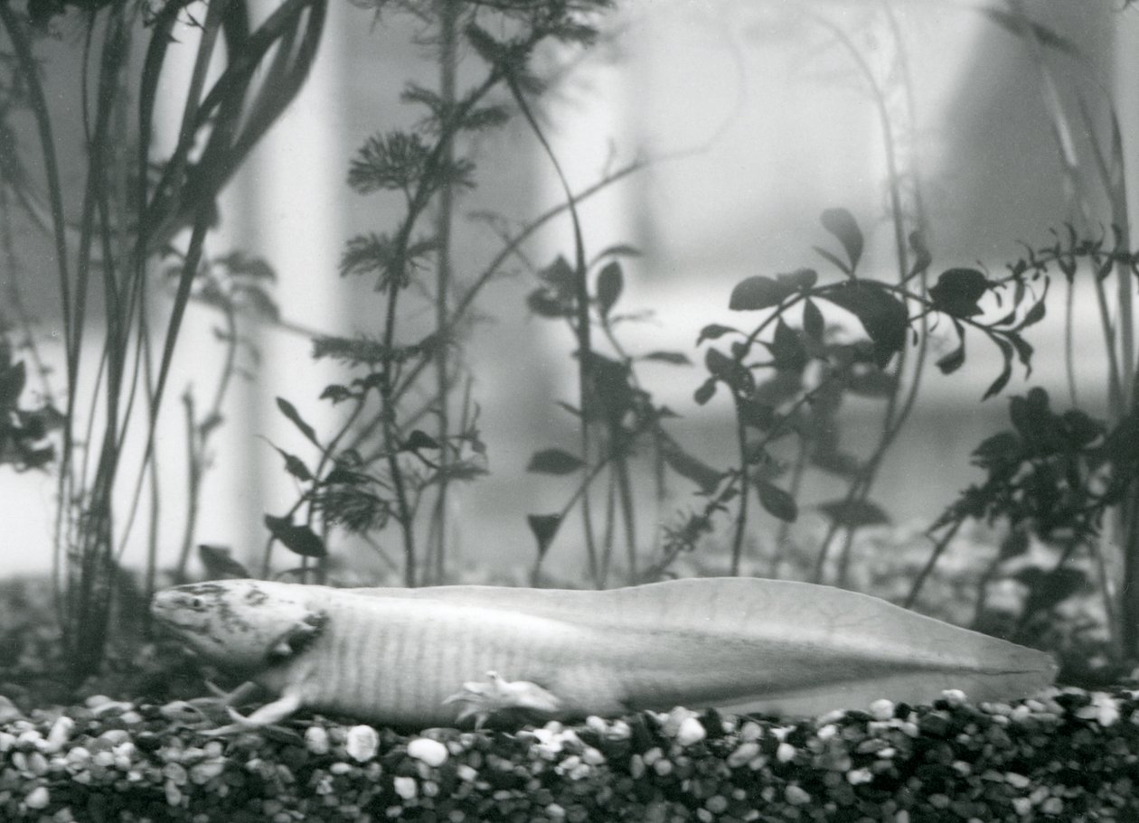 Uma Salamandra Axolotl /Mexicana branca descansando sobre cascalho no chão de um tanque no Zoo de Londres em 1928 (foto a p/b) de Frederick William Bond