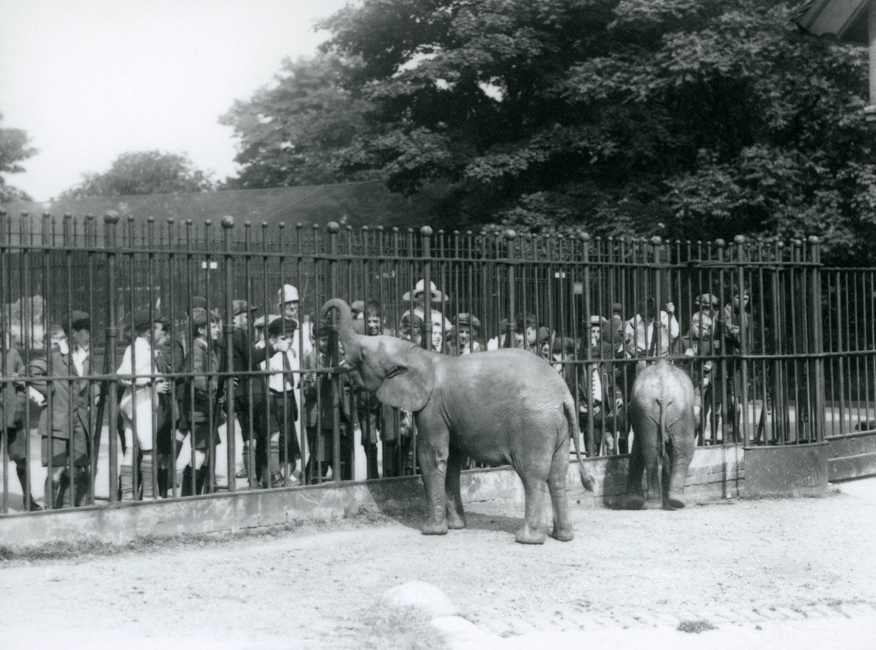 Um jovem elefante africano e pigmeu elefante africano interagir com um grande grupo de crianças, através dos trilhos de seu paddock, zoológico de Londres, 1926 de Frederick William Bond