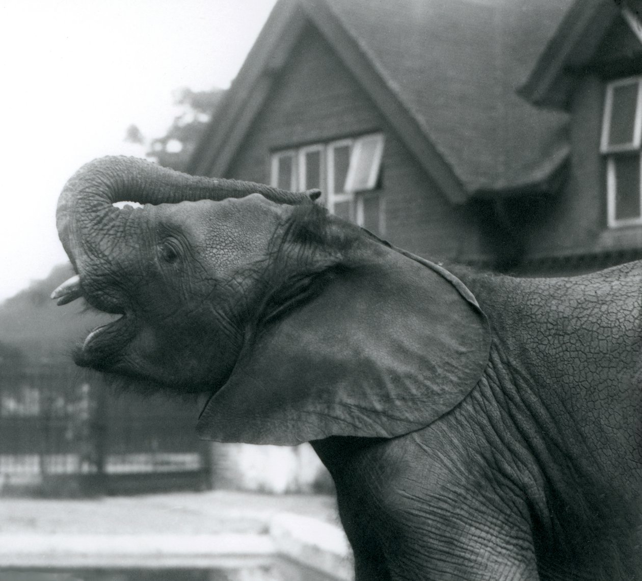 Um, jovem, elefante africano, com, seu, tronco, levantado, ligado, seu, testa, londres, jardim zoológico, agosto, 1925 de Frederick William Bond