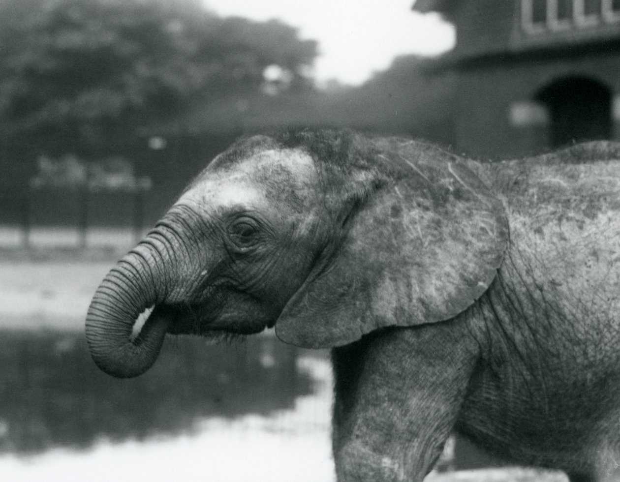 Um jovem elefante africano com o final de seu tronco na boca, zoológico de Londres, agosto de 1925 de Frederick William Bond