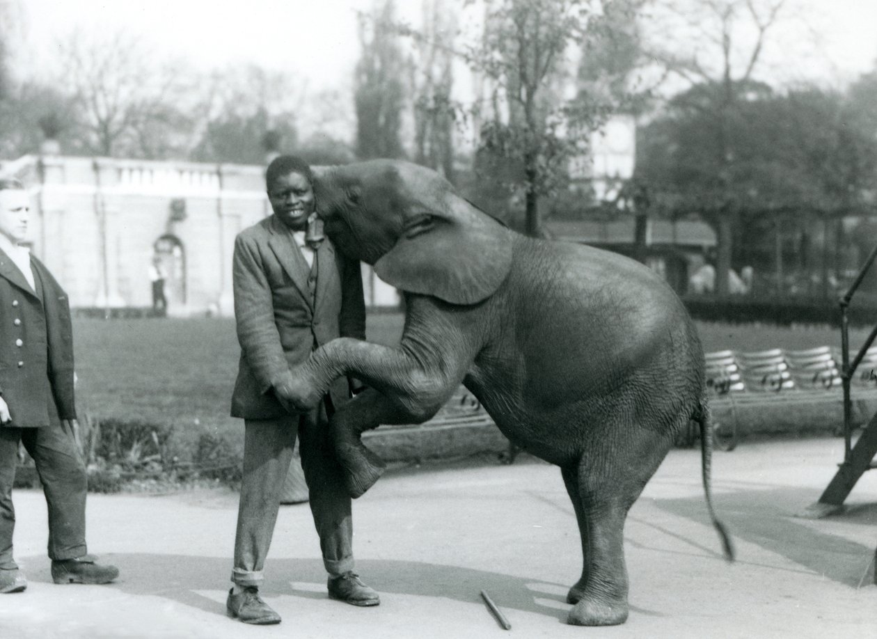 Um jovem elefante pigmeu Africano fica em suas patas traseiras para abraçar seu treinador Africano, enquanto o guardião olha, London Zoo, de julho de 1925 de Frederick William Bond