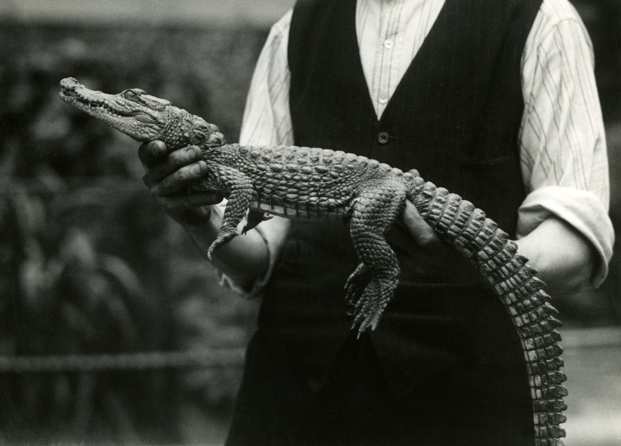 Um jovem jacaré americano mantido por seu guardião, o zoológico de Londres, 1924 de Frederick William Bond
