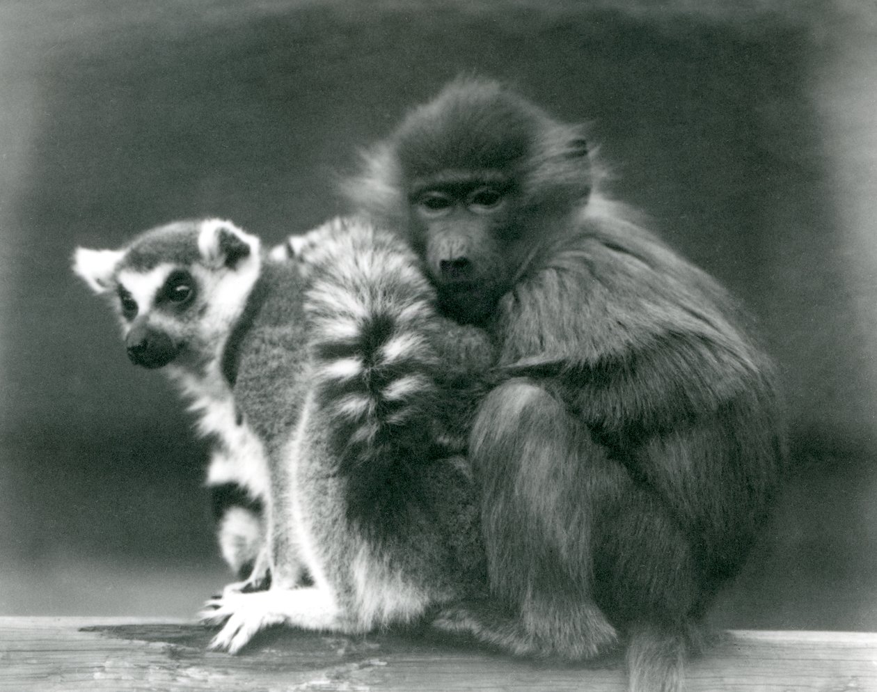 Um jovem babuíno abraça-se a um lêmure de cauda anelada em um feixe, o zoológico de Londres, 1925 de Frederick William Bond