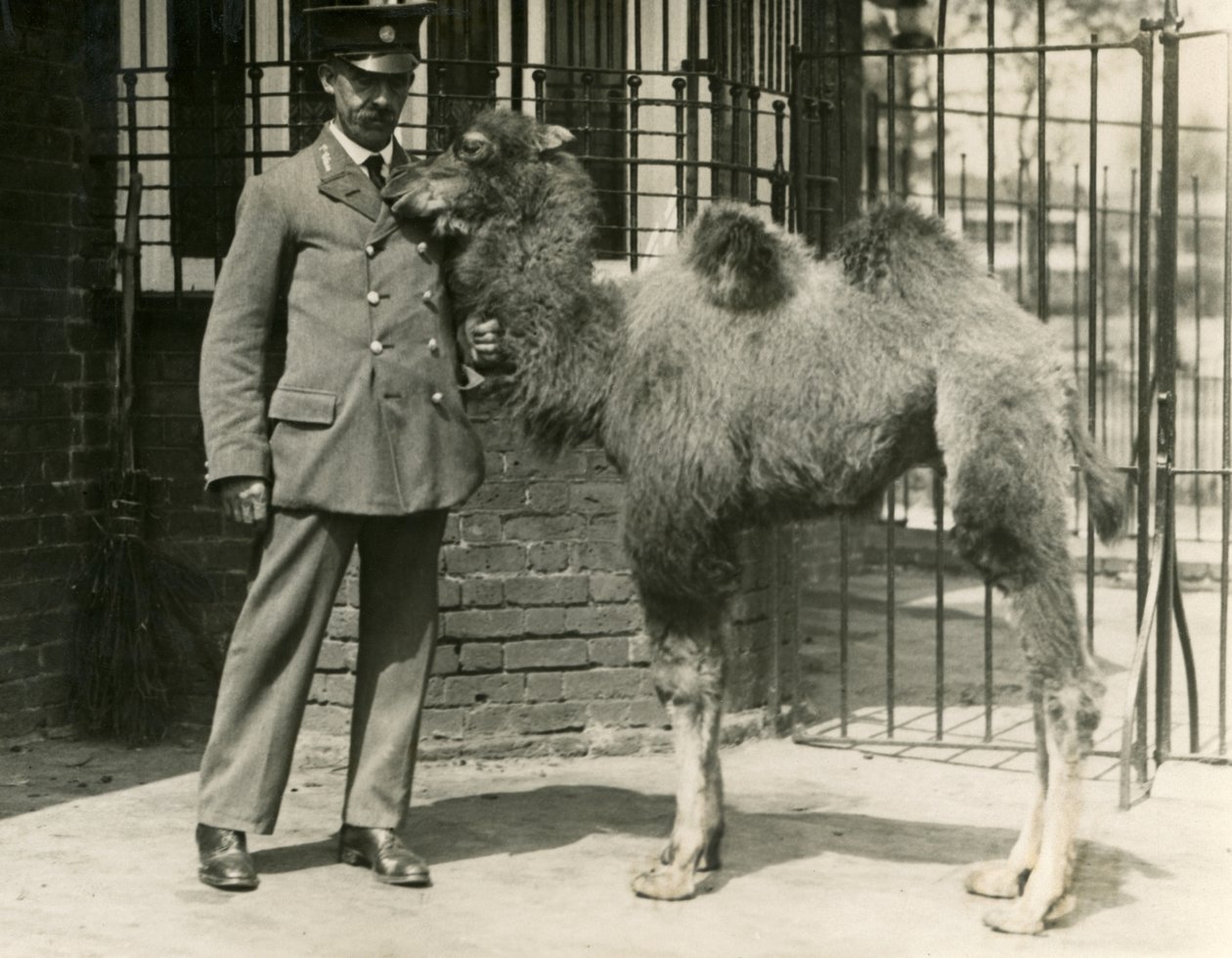 Um jovem camelo bactriano, que nasceu no jardim zoológico de Londres, com o seu guardião. de Frederick William Bond