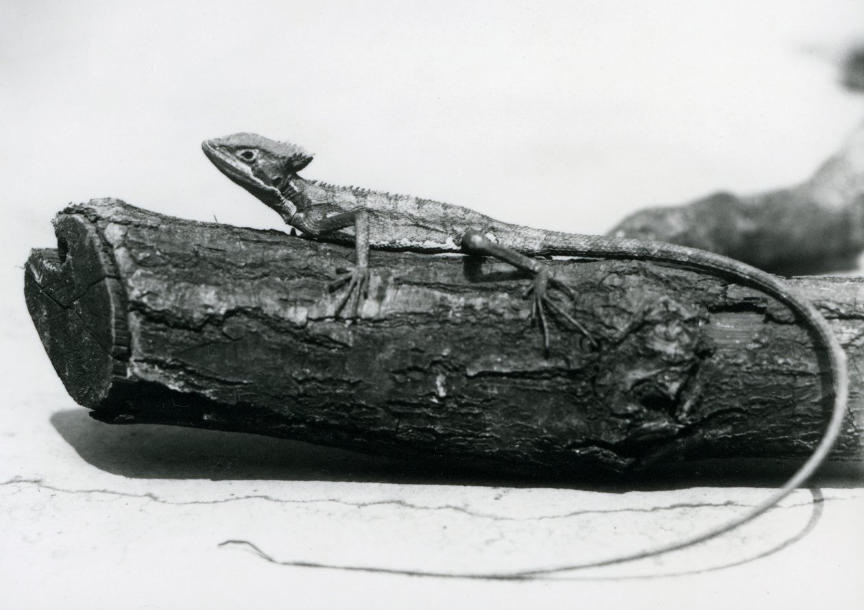 Um jovem Lagarto Basilisco descansando em um tronco no Zoológico de Londres em agosto de 1928 (foto a p/b) de Frederick William Bond