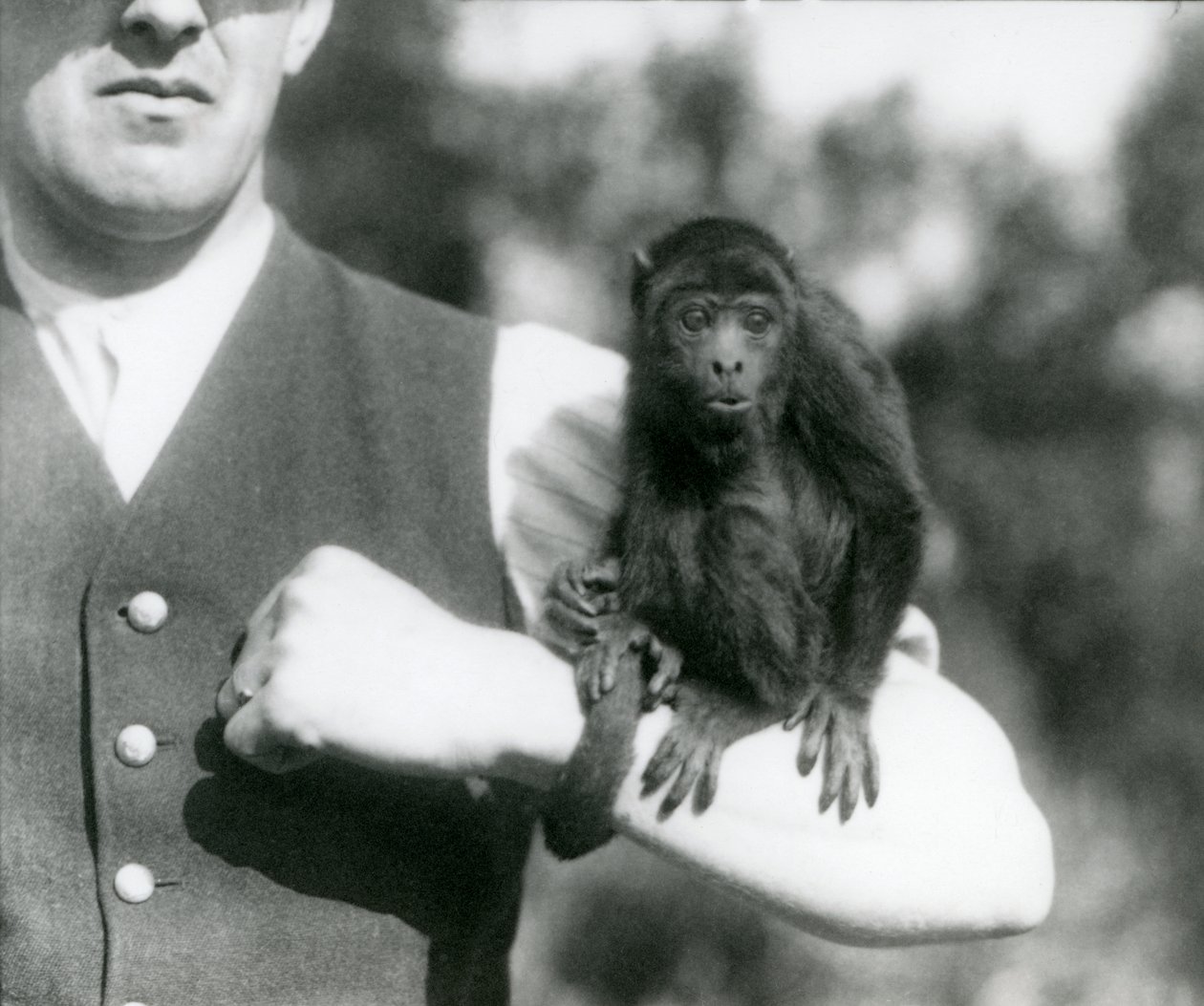 Um jovem Black Howler Monkey senta-se no braço de um homem com a sua cauda preênsil enrolada no pulso, London Zoo, 1923 (bw photo) de Frederick William Bond