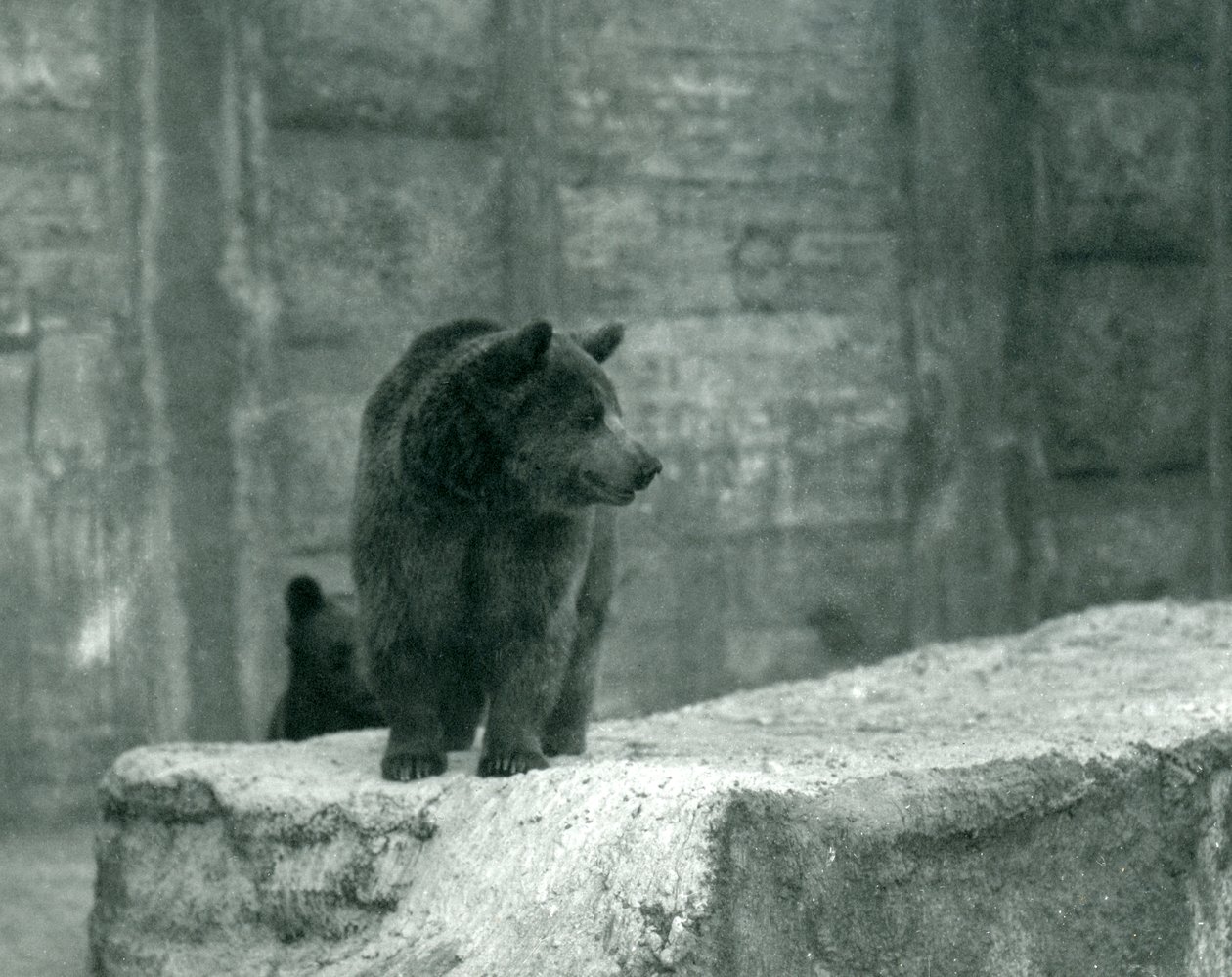 Um jovem urso pardo no zoológico de Londres, em junho de 1914 de Frederick William Bond