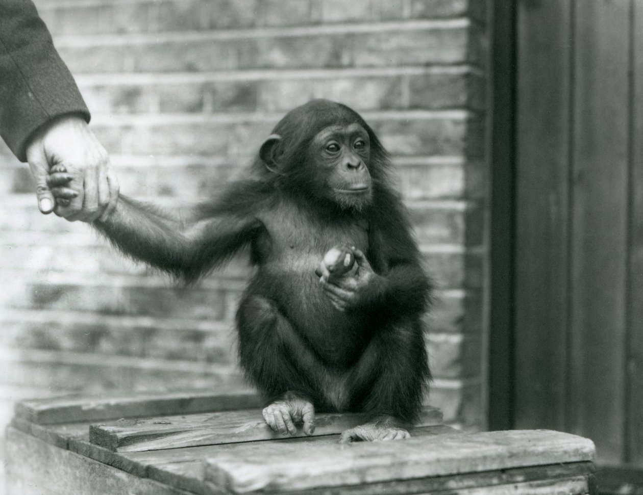 Um, jovem, chimpanzé, segurando, a, mão, de, um, keeper, enquanto, sentando, ligado, um, crate madeira, londres, jardim zoológico, junho, 1926 de Frederick William Bond